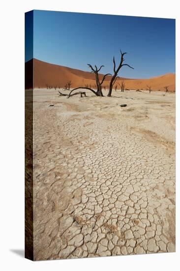 The Dead Acacia Trees of Deadvlei at Sunrise-Alex Saberi-Premier Image Canvas