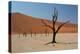 The Dead Acacia Trees of Deadvlei at Sunrise-Alex Saberi-Premier Image Canvas