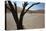 The Dead Acacia Trees of Deadvlei at Sunrise-Alex Saberi-Premier Image Canvas