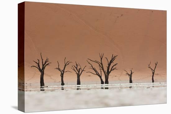 The Dead Acacia Trees of Deadvlei with a Heat Reflection-Alex Saberi-Premier Image Canvas