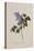 The Deep Purple Lilac, A Botanical Illustration-Georg Dionysius Ehret-Premier Image Canvas
