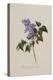 The Deep Purple Lilac, A Botanical Illustration-Georg Dionysius Ehret-Premier Image Canvas
