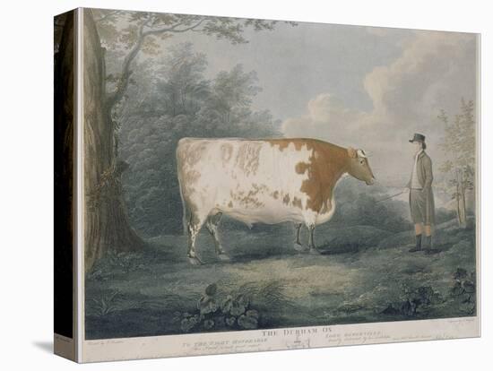 The Durham Ox, Engraved by J. Wessel, 1802-John Boultbee-Premier Image Canvas