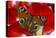 The European Peacock Butterfly, Inachis Io-Darrell Gulin-Premier Image Canvas