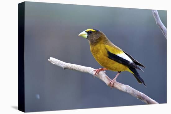 The Evening Grosbeak Is a Passerine Bird in the Finch Family Fringillidae-Richard Wright-Premier Image Canvas