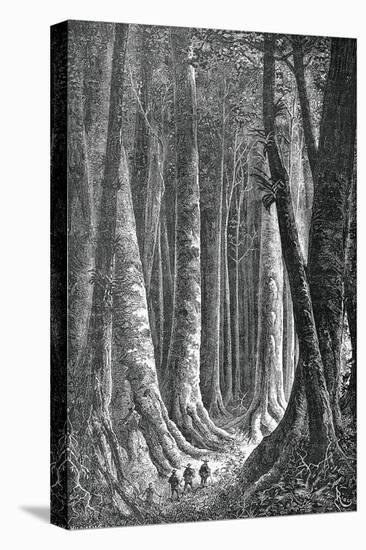 The Extensive Forests of Guyana, French Guiana, Engraving by Henri Theophile Hildebrand-null-Premier Image Canvas