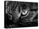 The Face Of A Cat In Black And White-anderm-Stretched Canvas