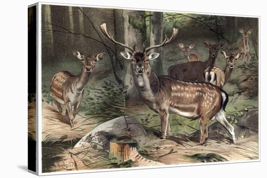 The Fallow Deer-Stefano Bianchetti-Premier Image Canvas