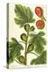 The Fig Tree, Plate 125 from 'A Curious Herbal', published 1782-Elizabeth Blackwell-Premier Image Canvas