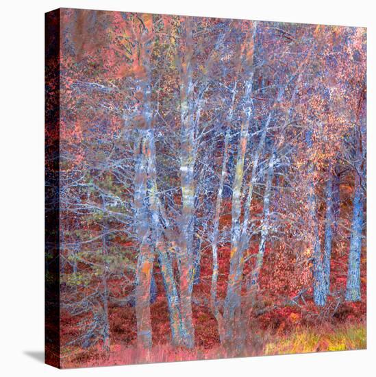 The Fire Forest-Doug Chinnery-Premier Image Canvas