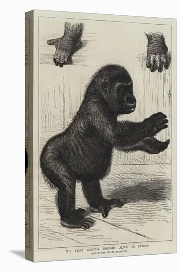 The First Gorilla Brought Alive to Europe-null-Premier Image Canvas