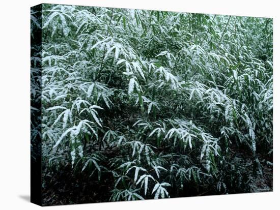 The First Snow Covers Bamboo, Nikko, Tochigi, Japan-null-Premier Image Canvas