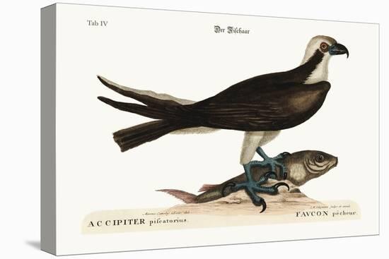 The Fishing Hawk, 1749-73-Mark Catesby-Premier Image Canvas