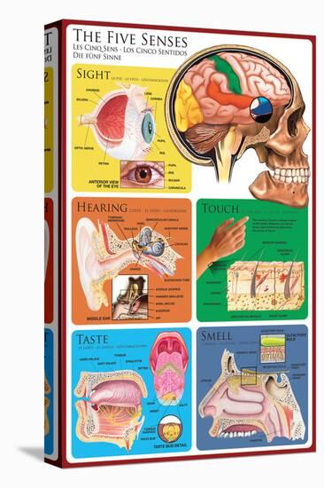 The Five Senses-null-Stretched Canvas