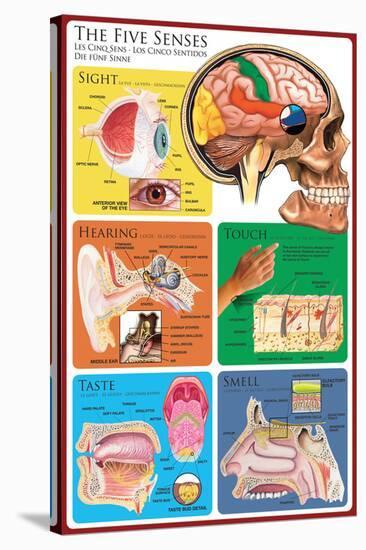 The Five Senses-null-Stretched Canvas
