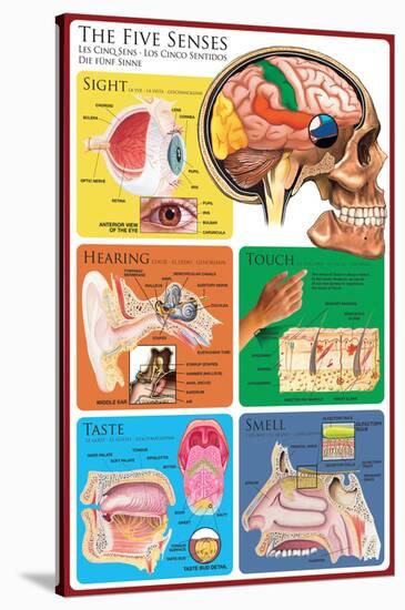 The Five Senses-null-Stretched Canvas