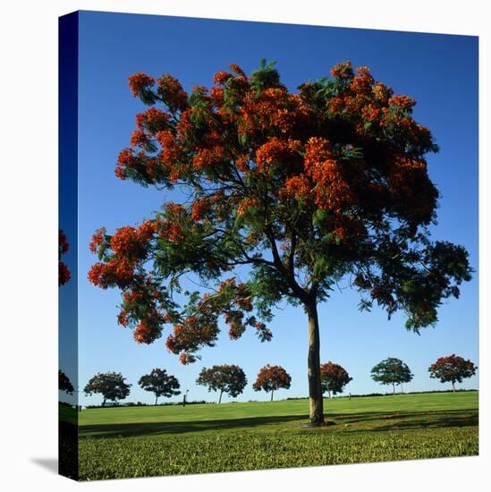 The Flame Tree, or Royal Poiniana Is a Tropical Flowering Plant, Dubai-LatitudeStock-Premier Image Canvas