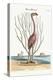 The Flamingo, 1749-73-Mark Catesby-Premier Image Canvas