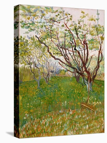 The Flowering Orchard, 1888-Vincent van Gogh-Premier Image Canvas