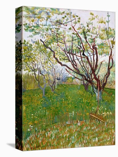 The Flowering Orchard-Vincent van Gogh-Premier Image Canvas