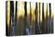 The Forest at Dawn-Marvin Pelkey-Stretched Canvas
