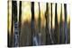 The Forest at Dawn-Marvin Pelkey-Stretched Canvas