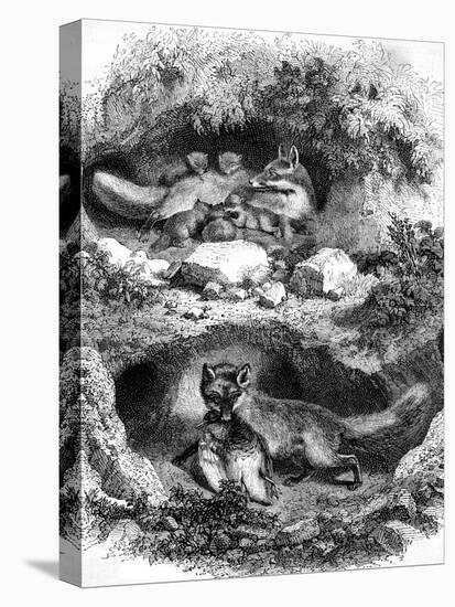 The Fox Burrow, Vintage Engraved Illustration. Magasin Pittoresque 1867.-Morphart-Premier Image Canvas