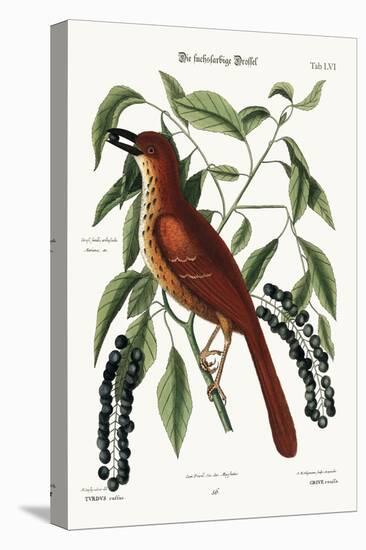 The Fox Coloured Thrush, 1749-73-Mark Catesby-Premier Image Canvas