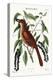 The Fox Coloured Thrush, 1749-73-Mark Catesby-Premier Image Canvas