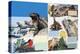 The Galapagos Islands-Arthur Oxenham-Premier Image Canvas