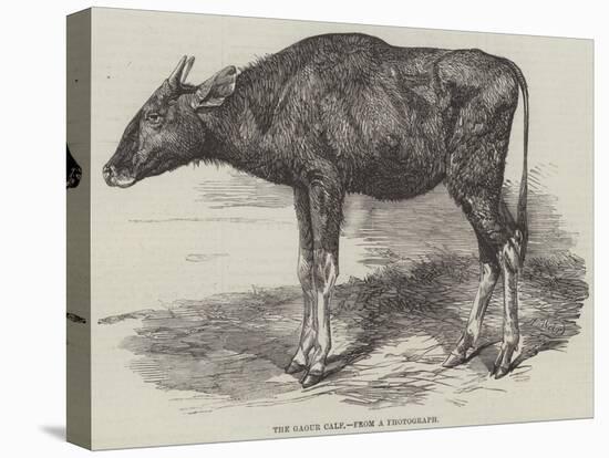 The Gaour Calf-Harrison William Weir-Premier Image Canvas