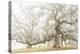 The ghost oaks-Phillipe Manguin-Premier Image Canvas