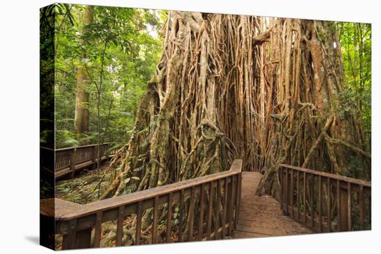 The Giant Fig Tree on the Atherton Tablelands Is a Popular Tourist Destination in Queensland-Paul Dymond-Premier Image Canvas