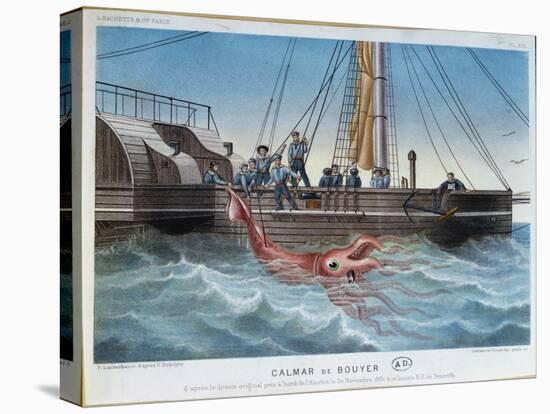 The Giant Squid Caught by the Alecton off the Coast of Tenerife, 30th November 1861-E. Rodolphe-Premier Image Canvas