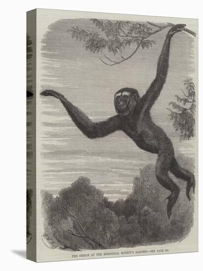 The Gibbon at the Zoological Society's Gardens-Friedrich Wilhelm Keyl-Premier Image Canvas