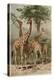 The Giraffe by Alfred Edmund Brehm-Stefano Bianchetti-Premier Image Canvas