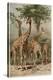 The Giraffe by Alfred Edmund Brehm-Stefano Bianchetti-Premier Image Canvas