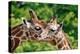 The Giraffe-meunierd-Premier Image Canvas