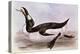 The Great Auk, Illustration from 'The Birds of Europe' by J. Gould, 1832-37 (Hand-Coloured Litho)-Edward Lear-Premier Image Canvas