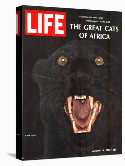 The Great Cats of Africa, Black Leopard, January 6, 1967-John Dominis-Premier Image Canvas