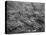 The Great Conemaugh Valley Disaster, Flood and Fire at Johnstown, PA-null-Premier Image Canvas