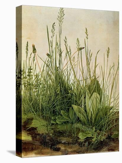 The Great Piece of Turf, 1503-Albrecht Drer-Premier Image Canvas