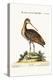 The Greater American Godwit, 1749-73-George Edwards-Premier Image Canvas