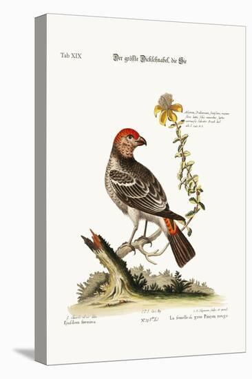 The Greatest Bulfinch-Hen, 1749-73-George Edwards-Premier Image Canvas