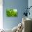 The Green Fern Origin to in the Nature-c photospirit-Premier Image Canvas displayed on a wall