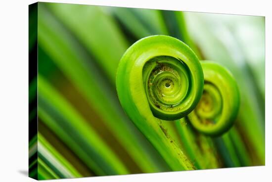 The Green Fern Origin to in the Nature-c photospirit-Premier Image Canvas