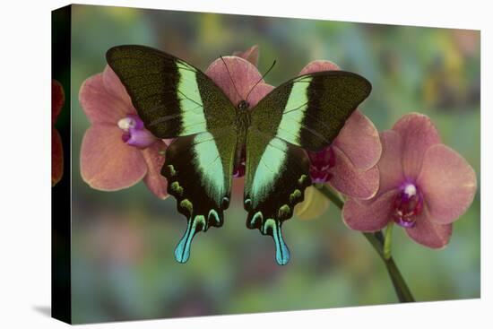 The Green Swallowtail Butterfly, Papilio Blumei-Darrell Gulin-Premier Image Canvas