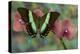 The Green Swallowtail Butterfly, Papilio Blumei-Darrell Gulin-Premier Image Canvas