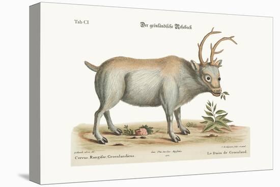 The Greenland Buck, 1749-73-George Edwards-Premier Image Canvas