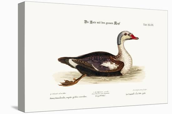 The Grey-Headed Duck, 1749-73-George Edwards-Premier Image Canvas